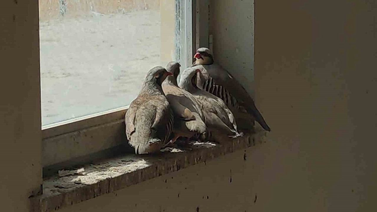 Van''da kaçak avcılarda ele geçirilen keklikler doğaya salındı