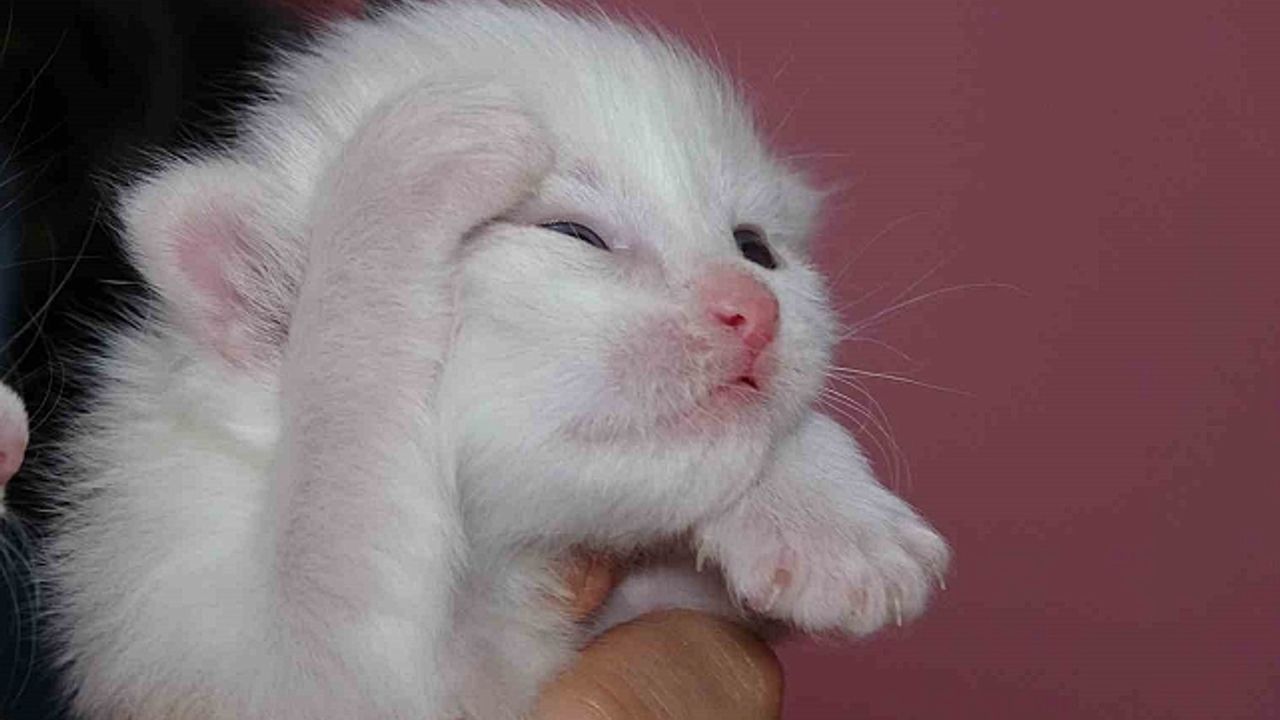 2025 yılının ilk Van kedileri dünyaya geldi