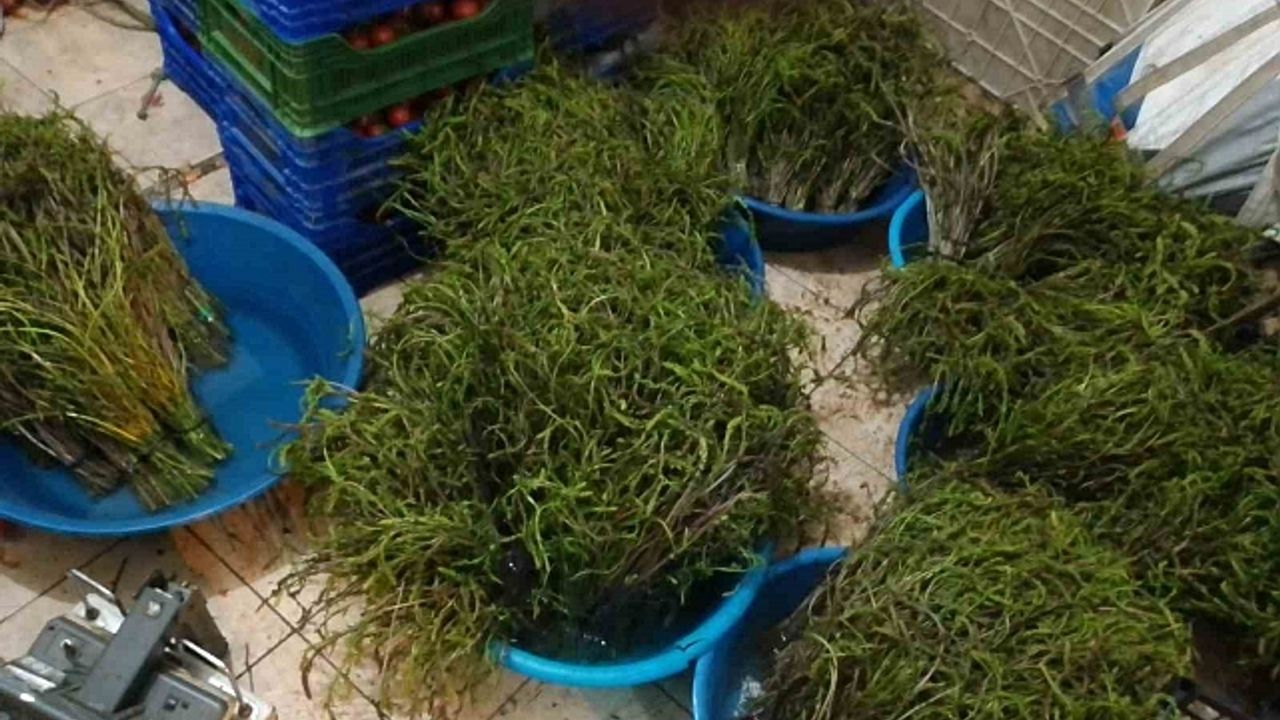 Aydın''da kendiliğinden yetişen bu otlar garibanın cüzdanını zenginin sofralarını süslüyor