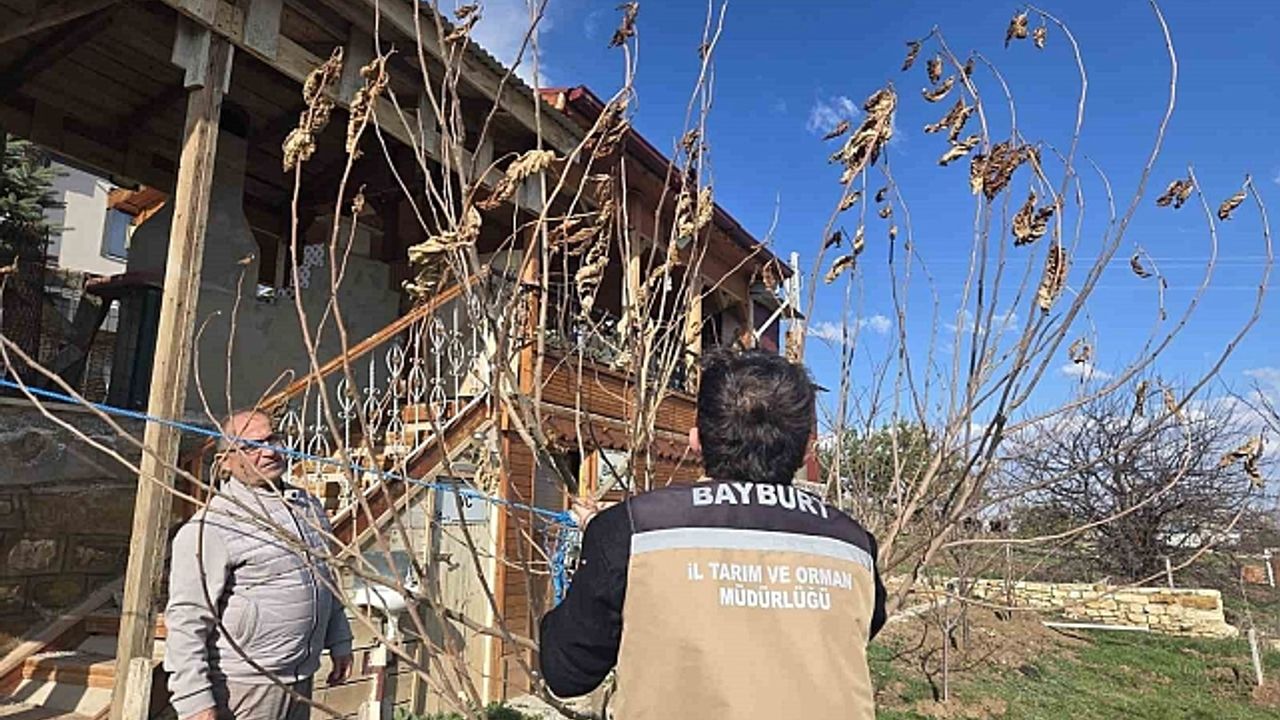 Bayburt''ta meyve ağaçlarında hastalık kontrolleri yapıldı