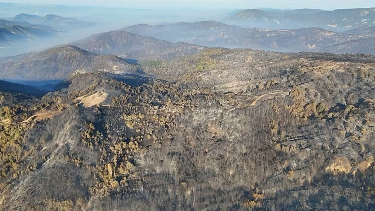 Bolu''da ormanlar küllerinden doğacak: 5 milyondan fazla fidan toprakla buluşacak