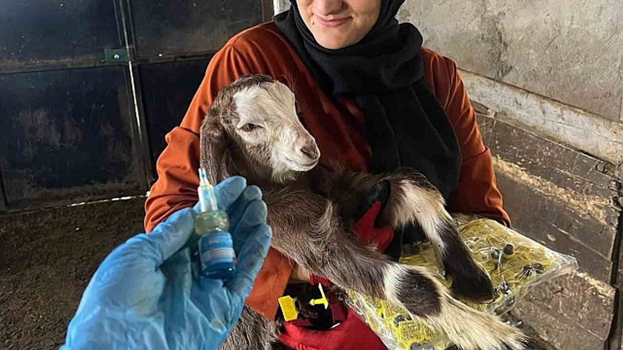 Elazığ''da aşı ve küpeleme çalışması