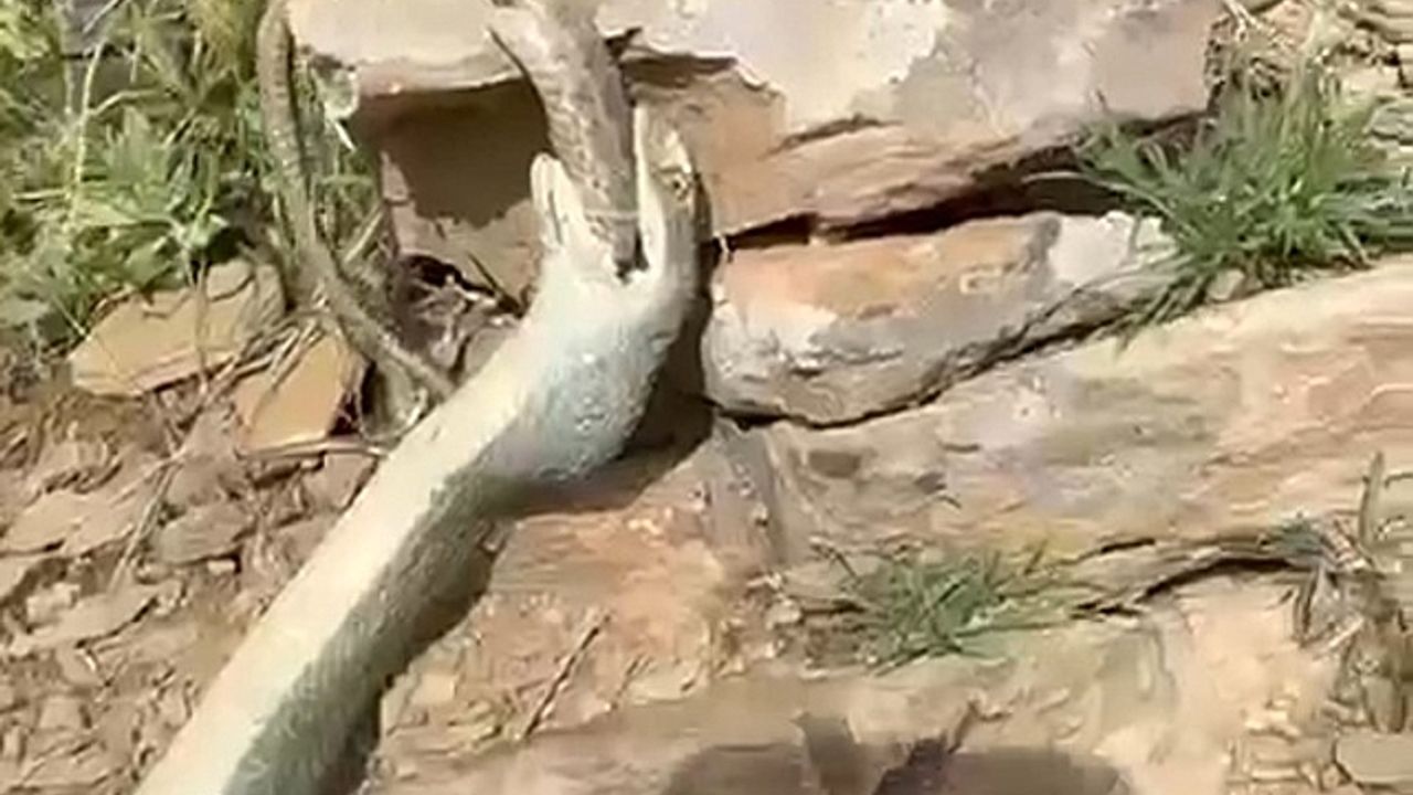 Hakkari''de bir yılan başka bir yılanı yerken görüntülendi