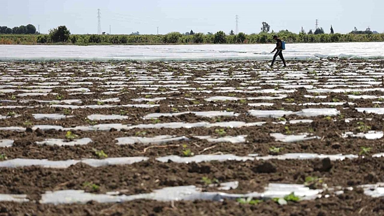 Karpuz üretiminin lideri Adana''da çiftçiler 10 lira fiyat bekliyor