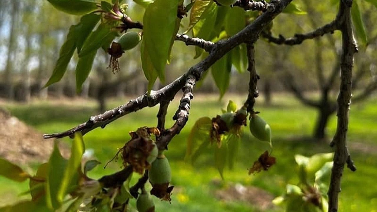 Kayısı Üreticilerine Yaprak delen Uyarısı: İlaçlama Zamanı Geldi