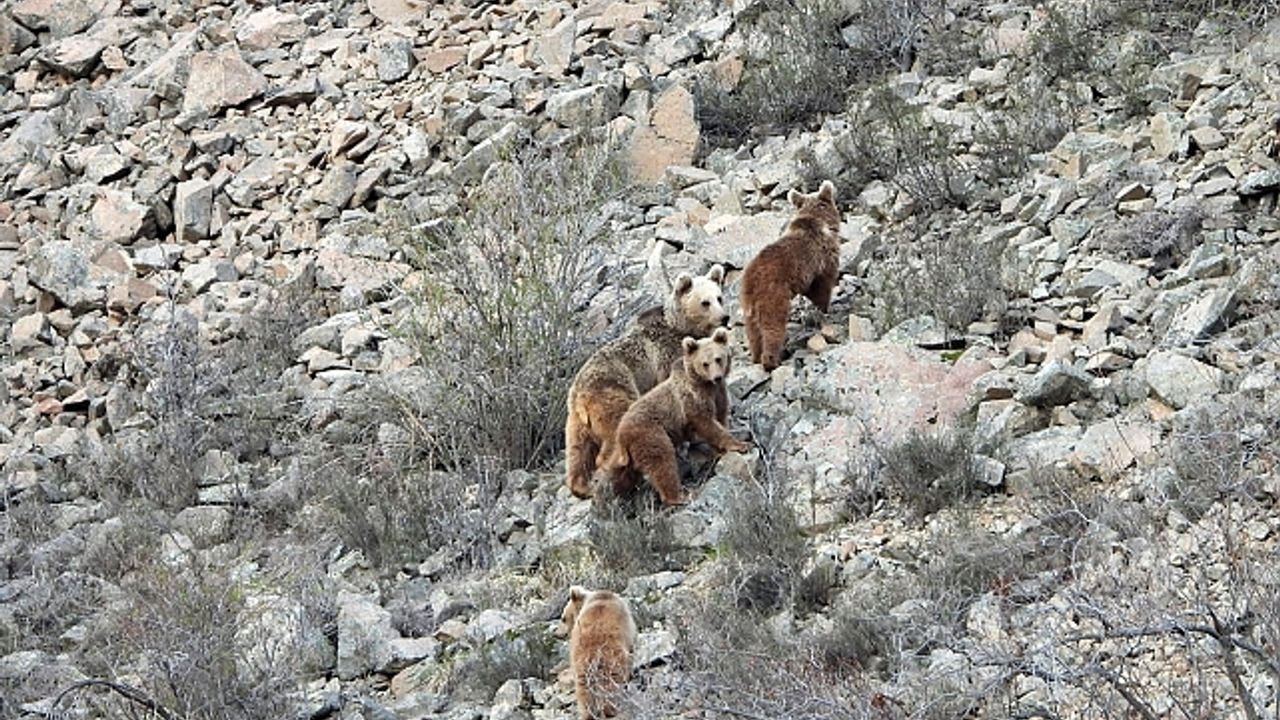 Kış uykusundan uyanan ayı ailesini görüntüledi