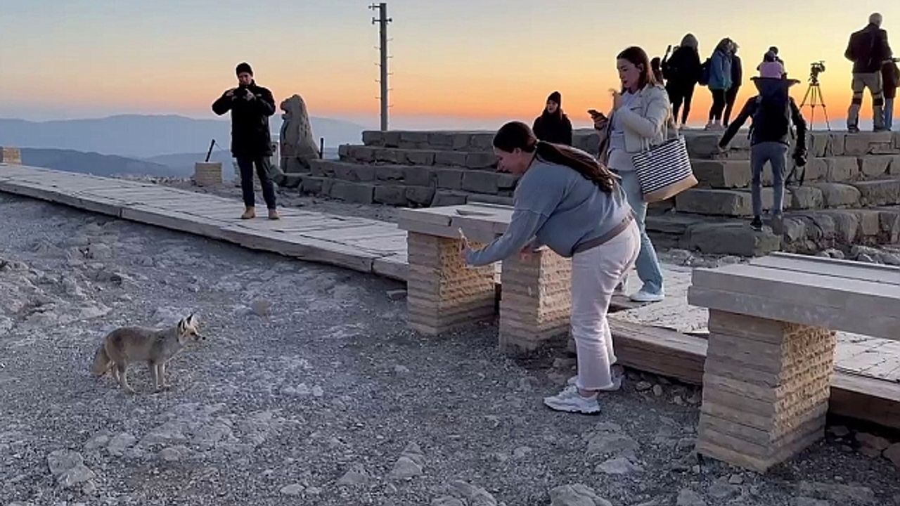 Nemrut Dağı''ndaki sevimli tilki, yerli ve yabancı turistlerin ilgi odağı oldu