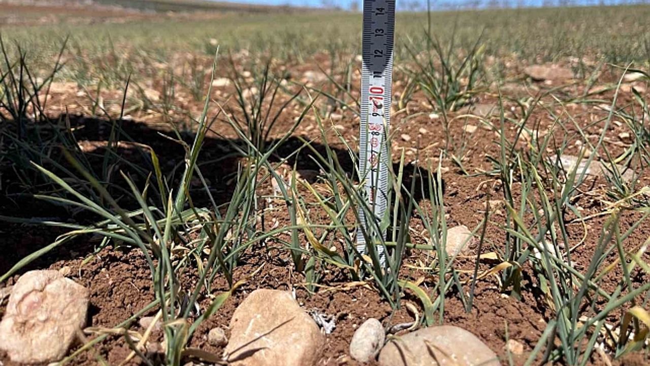 Şanlıurfa''da kuraklık alarmı