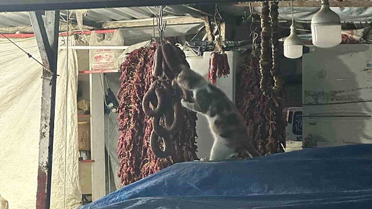 Şarküteri tezgahında sucuğun tadını çıkaran kedi kameraya yakalandı