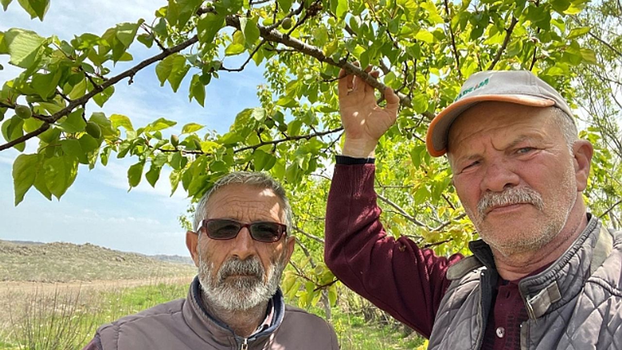 Tüccarlar Iğdır"a Akın Etti: Kayısıda Gözler Iğdır"a Çevrildi