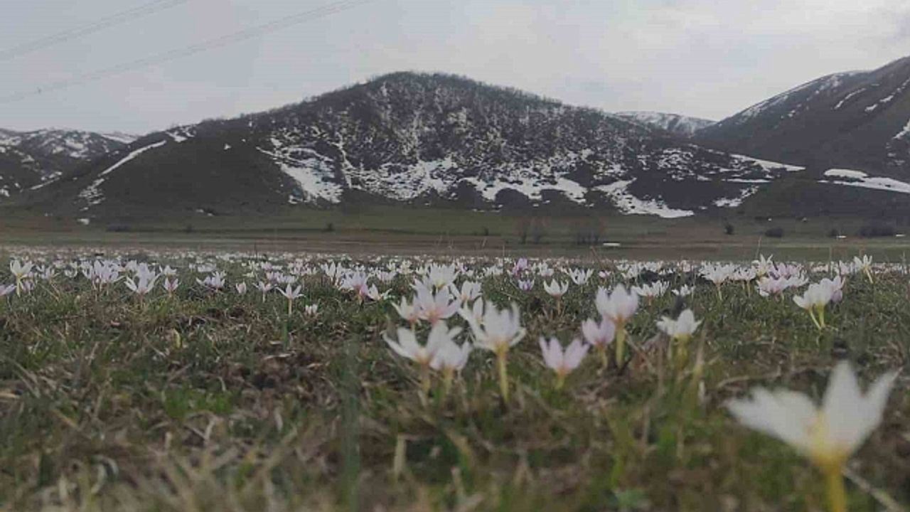 Van''da baharın müjdecisi kardelenler açtı