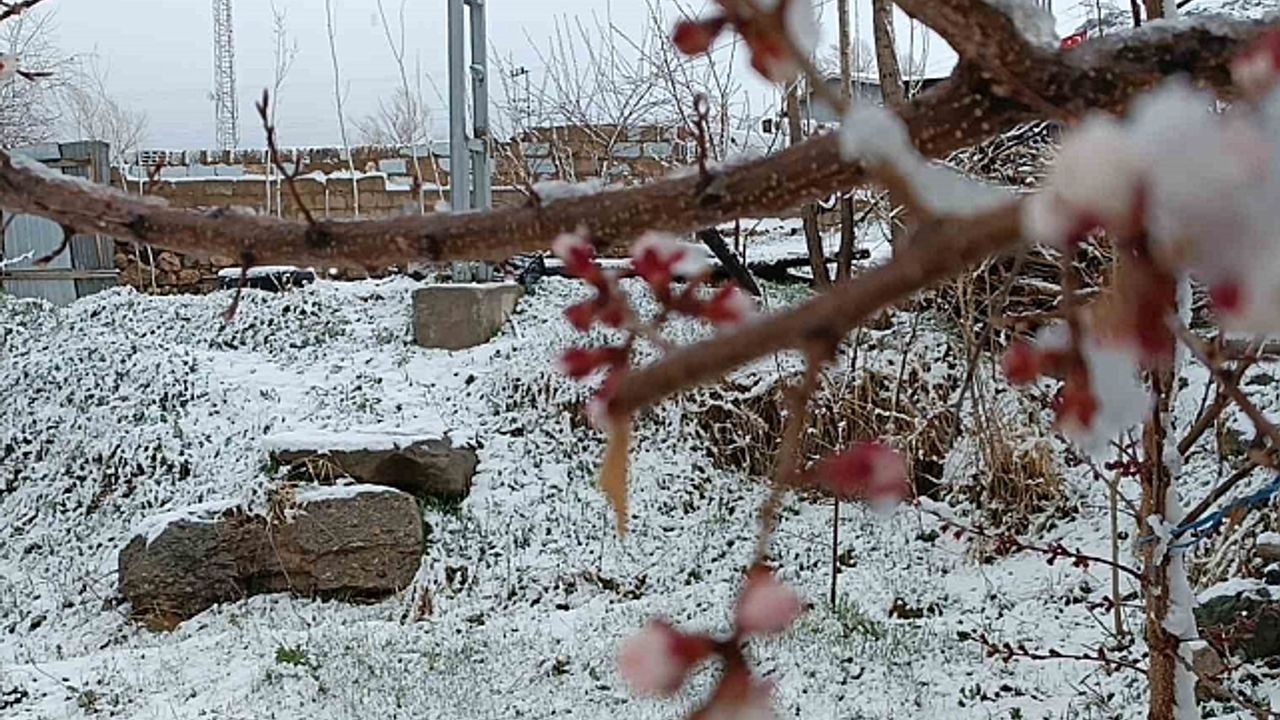 Van''da nisan sürprizi: Çiçek açan ağaçlara kar yağdı