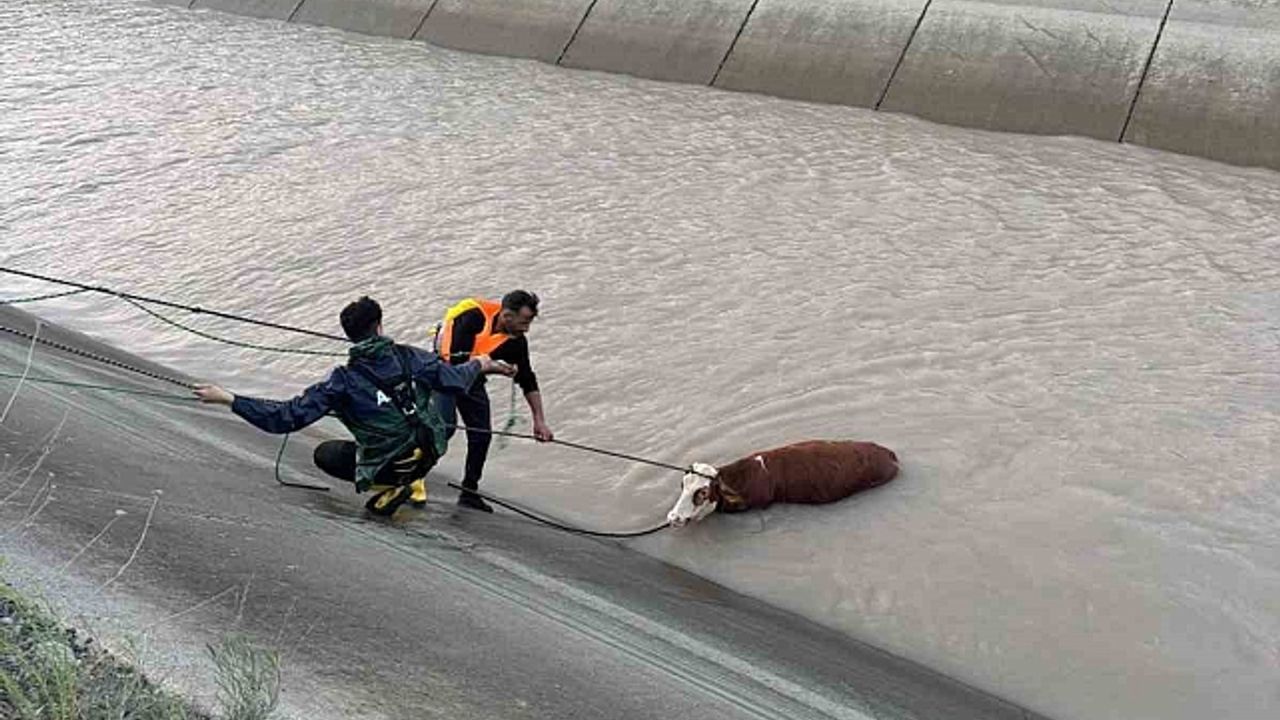 Kars''ta sulama kanalına düşen hayvanlardan 2''si telef oldu