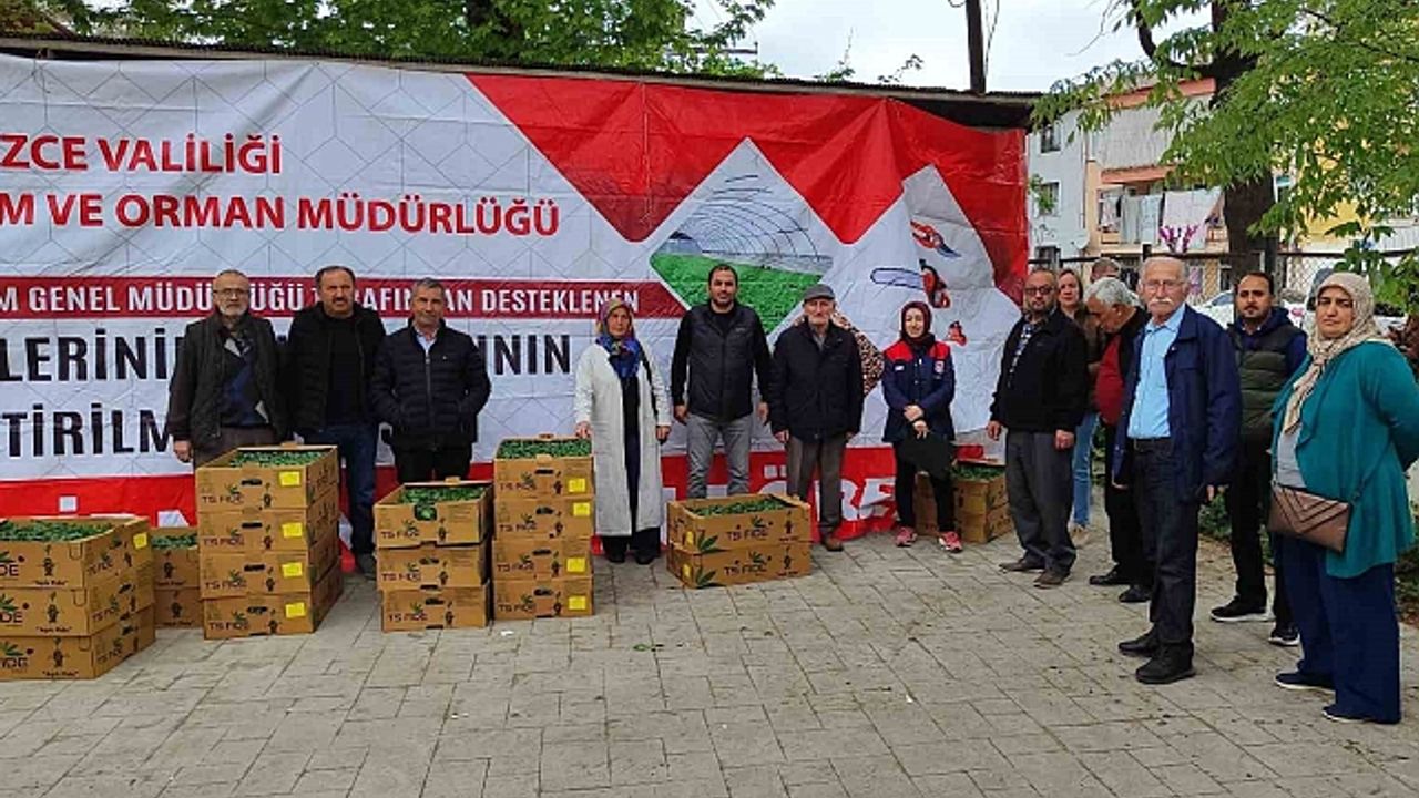 Yüzde 75''i bakanlık destekli fideler çiftçilere dağıtıldı