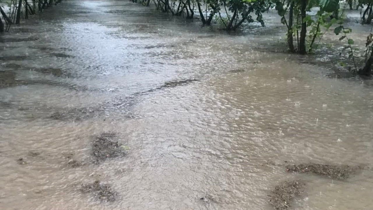 Samsun"da sağanak: Fındık bahçeleri göle döndü