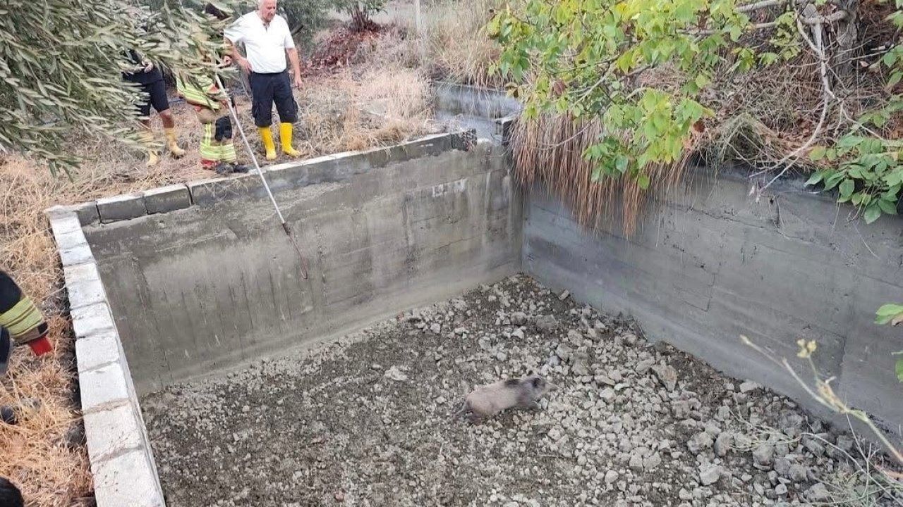 Sulama havuzuna düşen domuzu itfaiye kurtardı