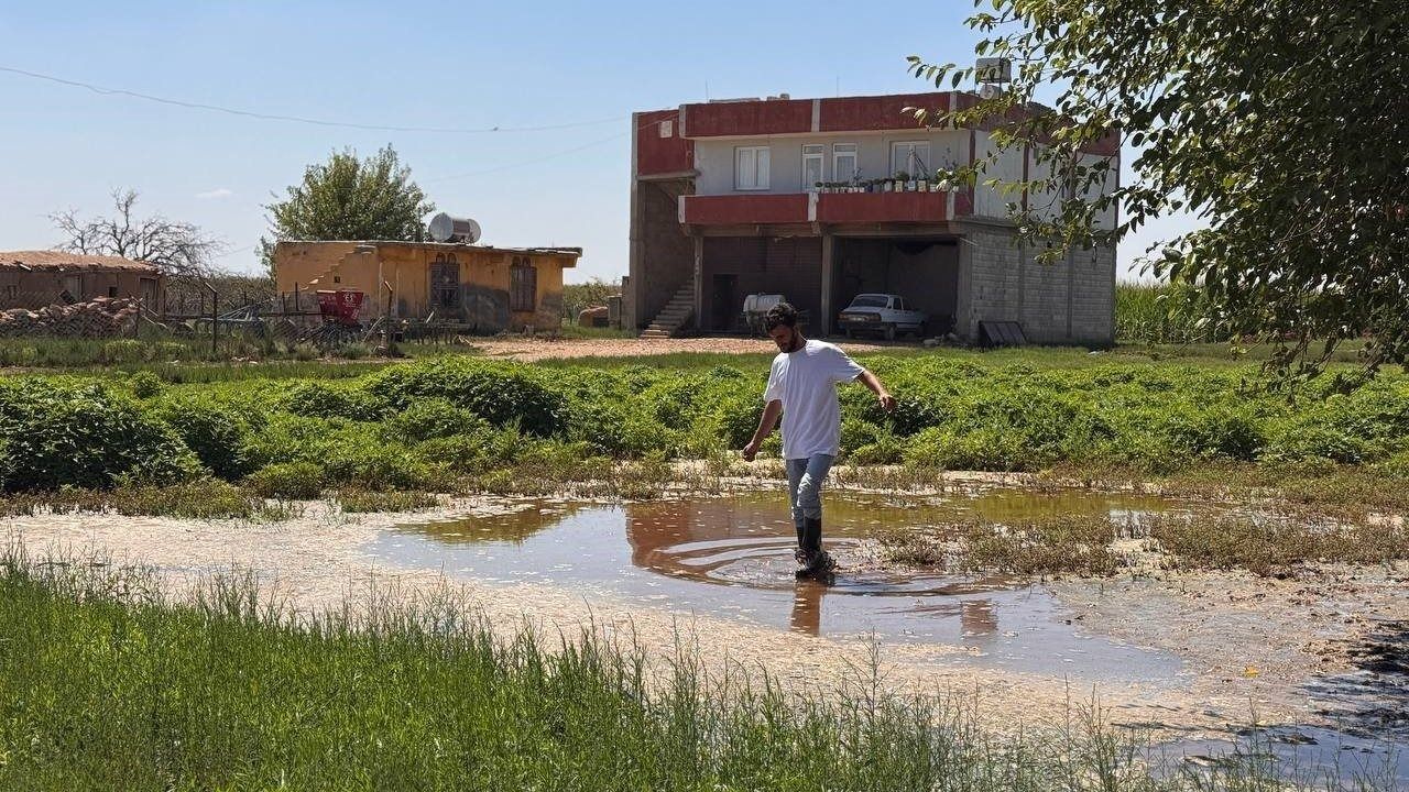 Şanlıurfa"da yükselen taban suyu ev ve tarlaları yuttu