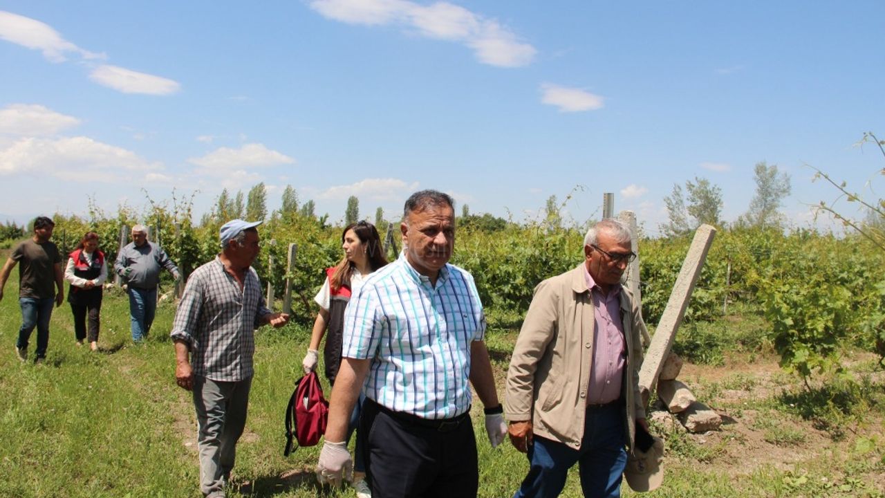 ÜZÜM BAĞLARINA  ZİYARET