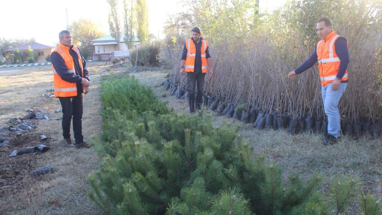 Iğdırda da 111011 Adet  Fidan Toprakla buluşacak