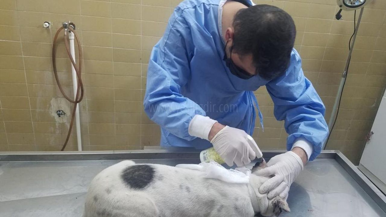 KULAKLARI KESİLEN KÖPEK KORUMA  ALTINA ALINDI