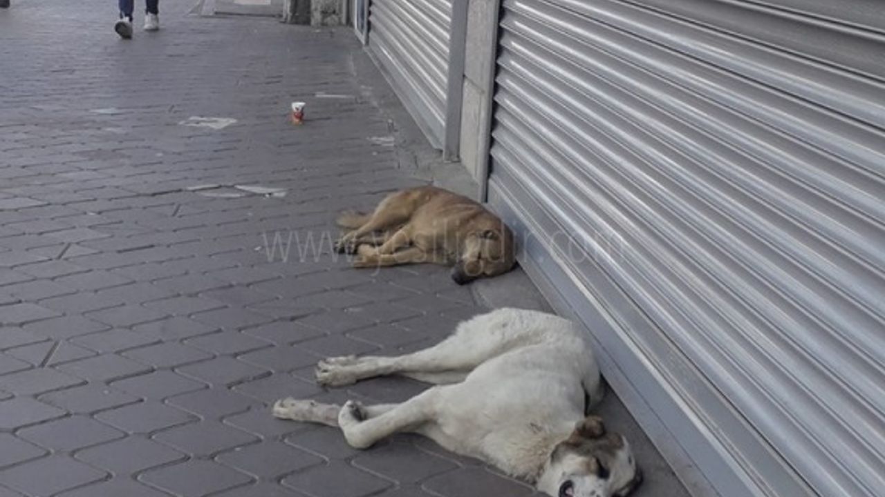 AŞIRI SICAKTAN  KÖPEKLER DAHİ BUNALDI