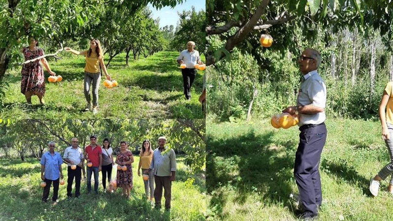 AKDENİZ MEYVE SİNEĞİ MÜCADELESİ ARALIKSIZ DEVAM EDİYOR