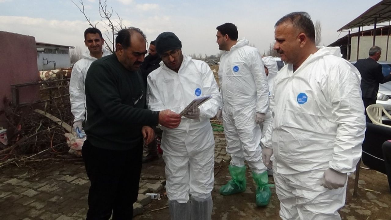 Iğdırda Şap hastalığına karşı aşılama kampanyası başladı