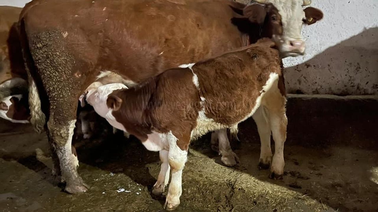 Iğdır Merkez ve İlçelerde Etki Yap projesi etkiyapmaya devam ediyor