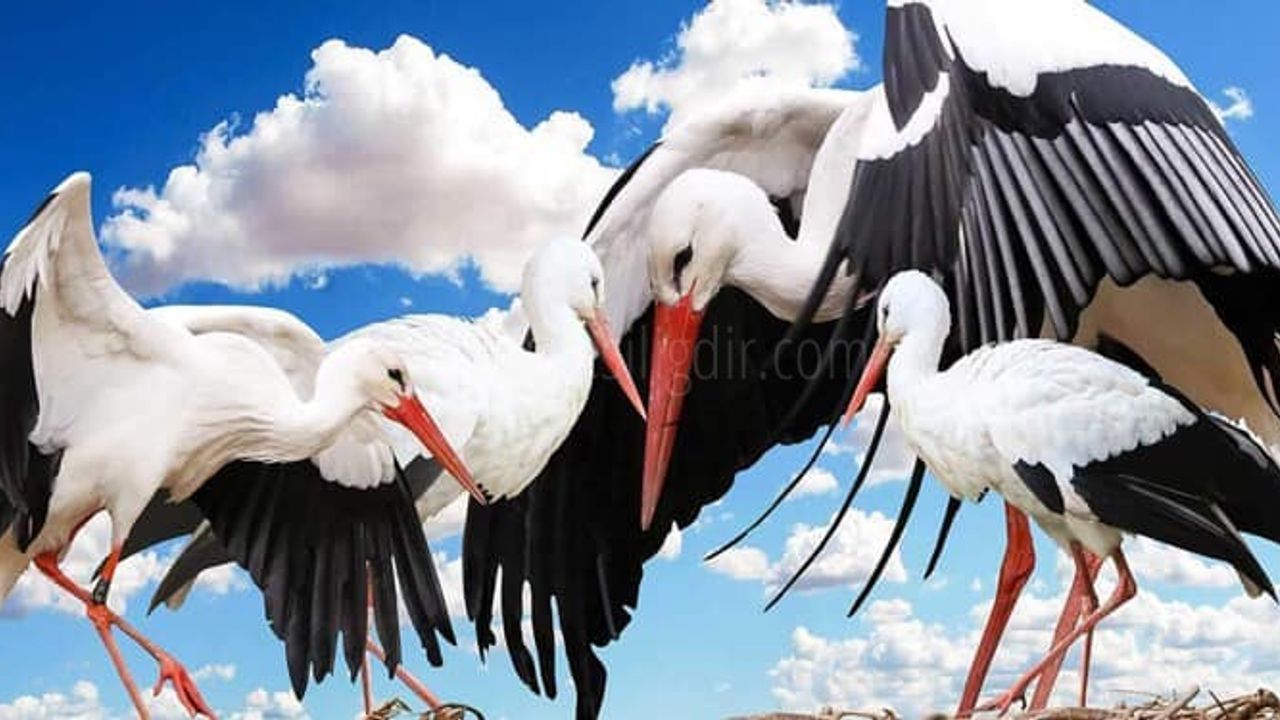 IĞDIRIN SEMBOLLERİNDEN BİRİ OLAN LEYLEK YÖRE HALKI İÇİN NEDEN BU KADAR ÖNEMLİ