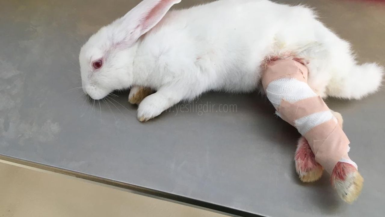 Ayağı Kırık Tavşan Hayvan  Hastanesinde Ameliyat Edildi