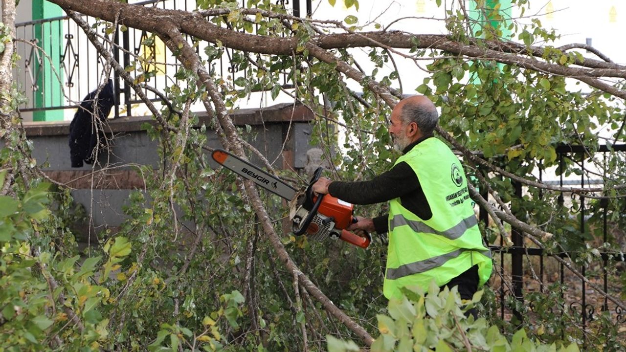 Ardahan Belediyesi’nin ağaç budama çalışmaları devam ediyor