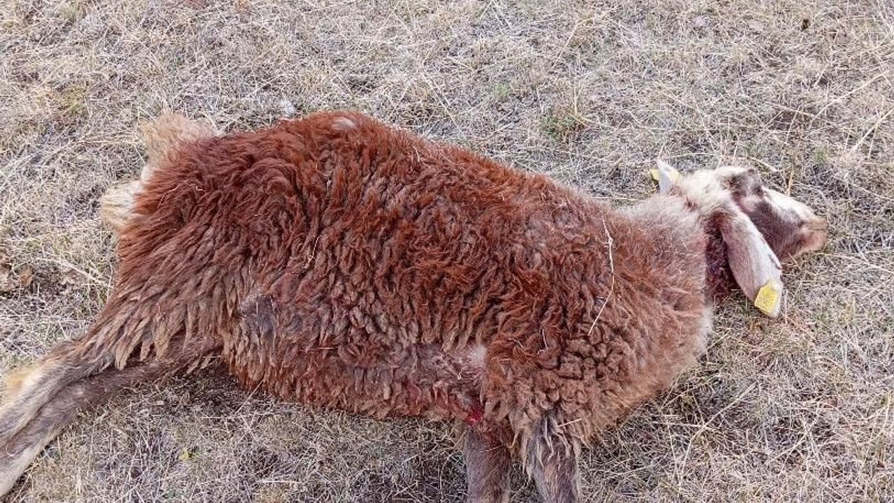 Horasan’da kurtlar sürüye daldı: 3 koyun telef oldu