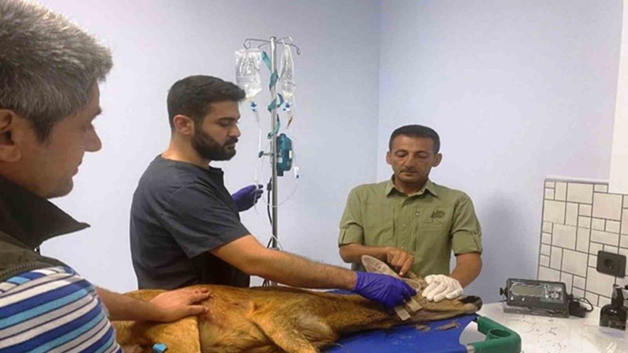 Samsun’da bin 200 hayvan tedavilerinin ardından doğaya salındı