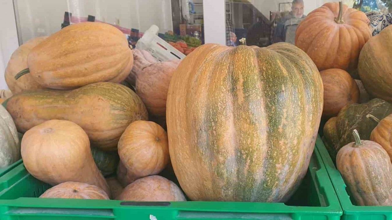 Palu’da ata tohumu kabaklar 35 kiloya ulaştı