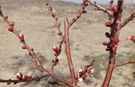 Iğdır’da Baharın Müjdesi Erken Geldi: Ağaçlar Tomurcuklandı
