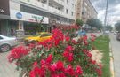 Caddeler Kızıl Gül Olsun, Şehir Kızıl Gül Koksun