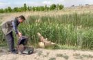 Iğdır'da yaralı bulunan şahin yeniden doğaya bırakıldı