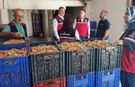 Aydın'da kuru incir için sıkı denetim
