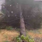 Fırtınada ağaçlar devrildi