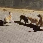 Kangalın saldırdığı yaban domuzunu sürüsü kurtardı