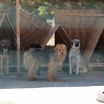 8 Ayda 621 kedi ve köpek sahiplendirildi