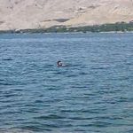 Elazığ'dan Malatya'ya yüzerek geçti