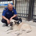 Köpeği annesi sanan kedi