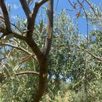 Menteşe'de zeytin ağaçlarında Verticillium solgunluğu kontrolleri yapıldı