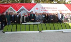 Düzce"de yüzde 75 destekli 232 bin 500 adet marul fidesi dağıtıldı