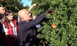 9 ülkeye ihraç edilen narın hasadı başladı
