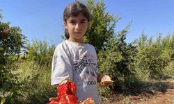 AB tescilli Suruç narında hasat dönemi başladı