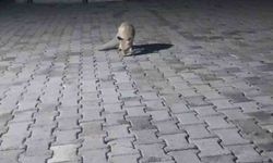 Aç tilki korucu kulübesine geldi, karnını doyurup gitti