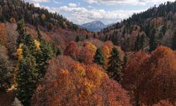 Adana’da sonbahar güzelliği: Adeta doğa sanata dönüştü