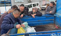 Alaplı’da kuraklık ve gal arısı istilası ünlü kuzu kestanesini de vurdu